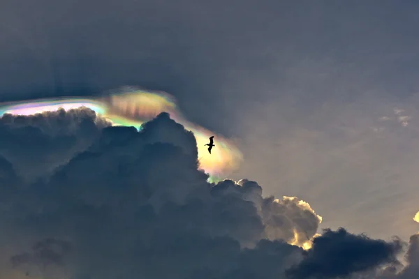 Пеликан летает в красивом небе с облаками и красочной призмой — стоковое фото