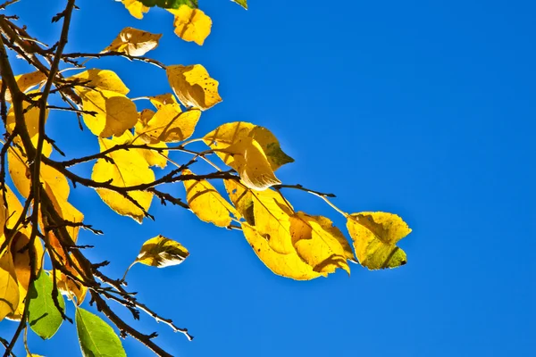 Дуб листья в гармонии — стоковое фото