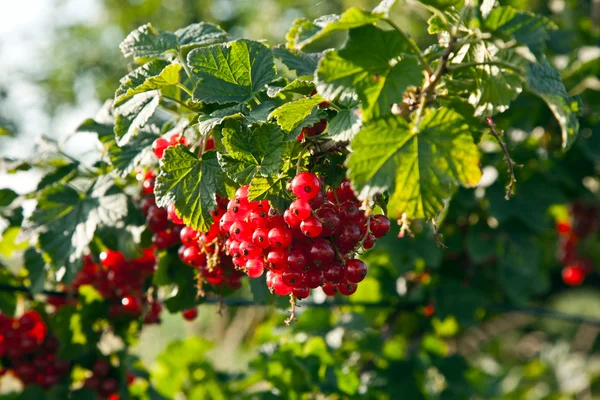Baya roja fresca de buen gusto colgando en el arbusto listo para recoger —  Fotos de Stock