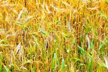 Yazın sonunda tamamen olgunlaşmış buğday tarlaları