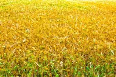 Yazın sonunda tamamen olgunlaşmış buğday tarlaları