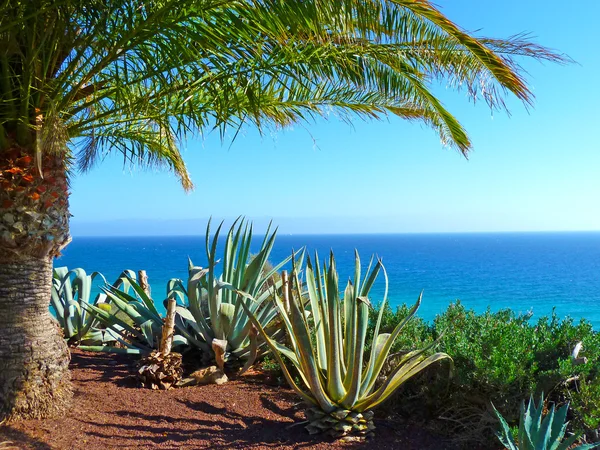 Malebný pohled do oceánu s palmami a algarves — Stock fotografie