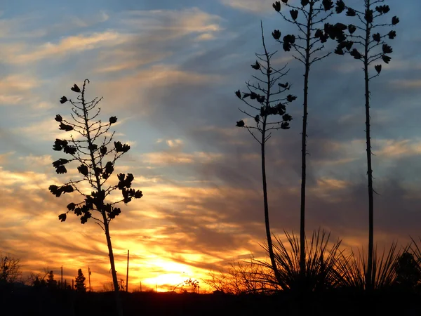 浪漫夕阳与孤独植物和灿烂的地平线 — 图库照片