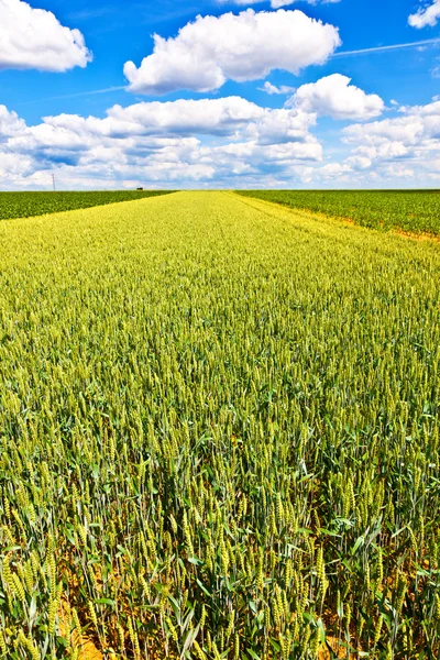 Campo de maíz con cielo azul —  Fotos de Stock