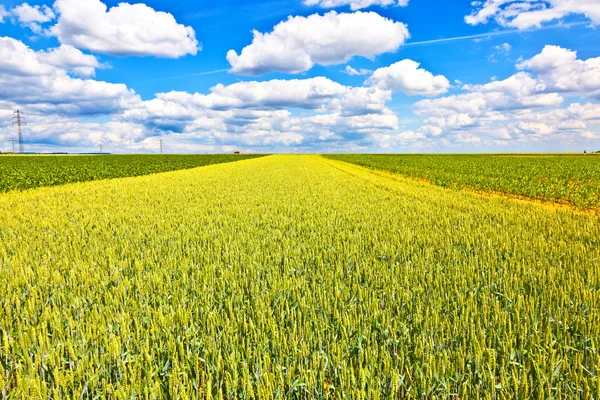 Mavi gökyüzü olan mısır tarlası — Stok fotoğraf