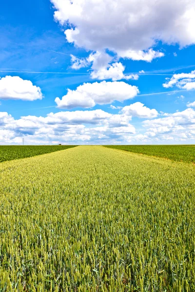 Кукурузное поле с голубым небом — стоковое фото