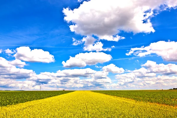 Maisåker med blå himmel – stockfoto
