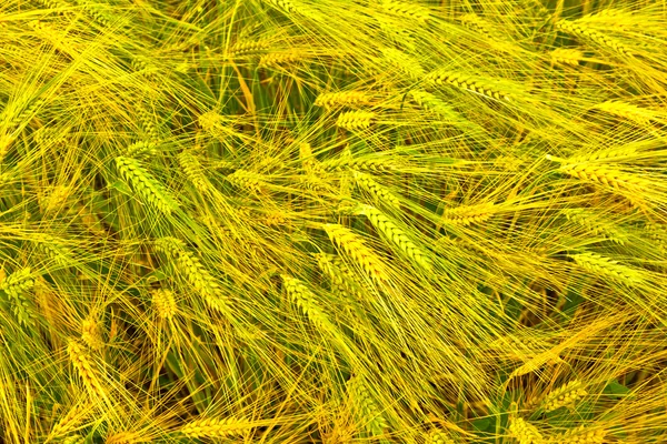 Pola kukurydzy w szczegółach — Zdjęcie stockowe