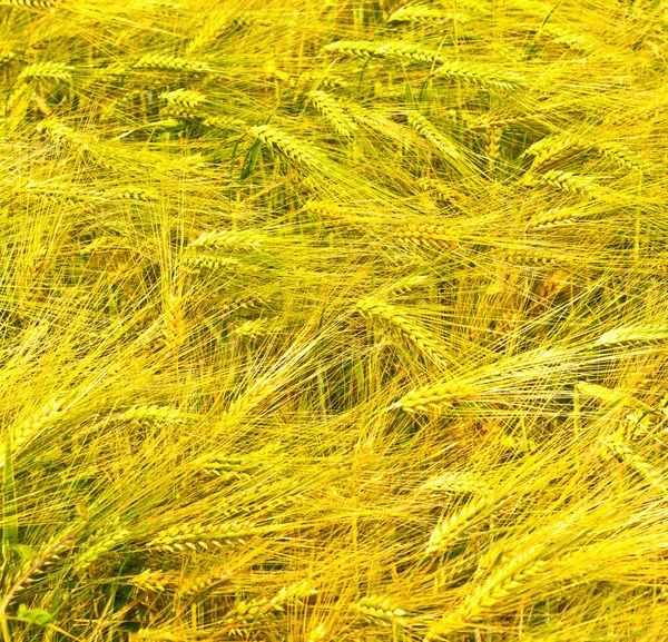 Kukuřičné pole v detailu — Stock fotografie
