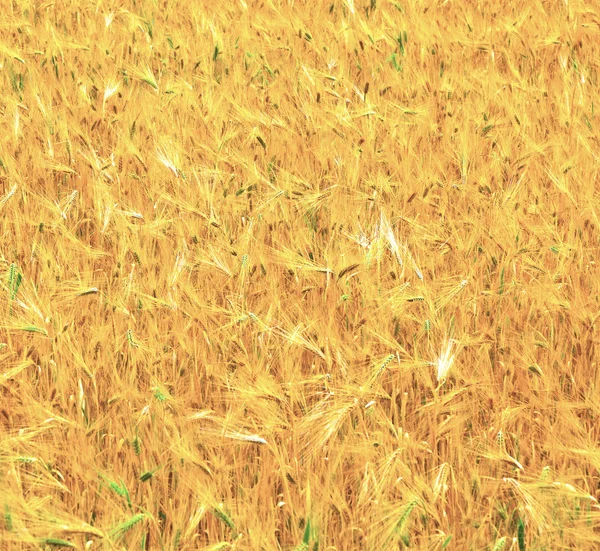 Pole pšenice na konci léta plně zralá — Stock fotografie