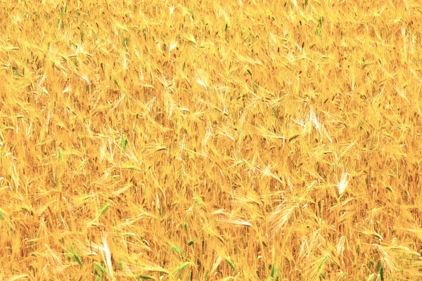 Fields of wheat at the end of summer fully ripe — Stock Photo, Image