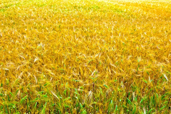 Fields of wheat at the end of summer fully ripe — Stock Photo, Image