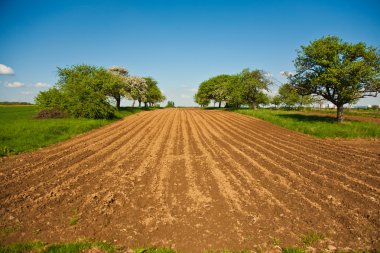 Plowed acres and trees with blue sky, magnificent landscape clipart