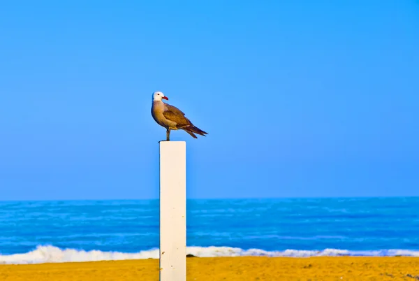 Seagul κάθεται σε ένα κορμό για βόλεϊ στην παραλία και παρουσιαστικό — Φωτογραφία Αρχείου
