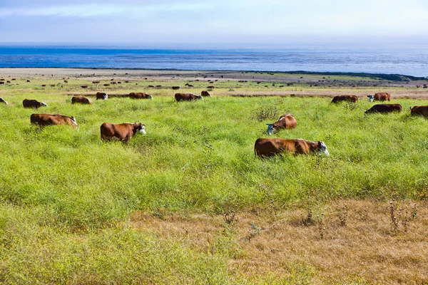 Cows graze fresh grass on a meadow in Andrew Molina State park a — Stock Photo, Image
