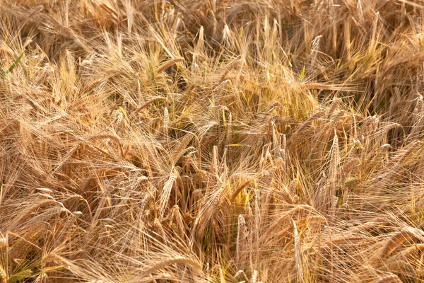 Dettaglio campo di mais prima del raccolto — Foto Stock