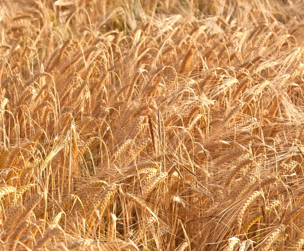 Dettaglio campo di mais prima del raccolto — Foto Stock
