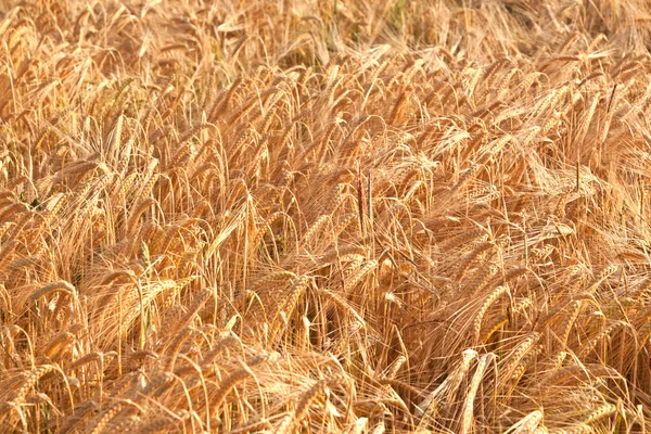 Maïs veld detail voordat gewas — Stockfoto