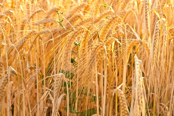 Деталь кукурудзяного поля перед врожаєм — стокове фото