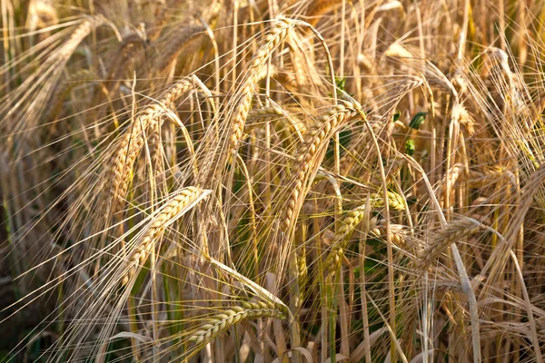 Detail im Maisfeld vor der Ernte — Stockfoto