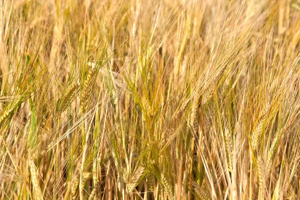 Detail im Maisfeld vor der Ernte — Stockfoto