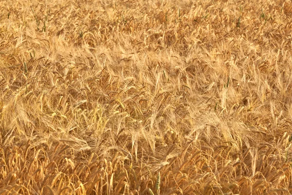 Detalhe do campo de milho antes da colheita — Fotografia de Stock