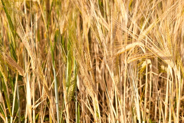 Maïs veld detail voordat gewas — Stockfoto