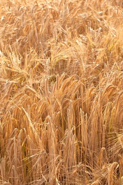 Detalhe do campo de milho antes da colheita — Fotografia de Stock