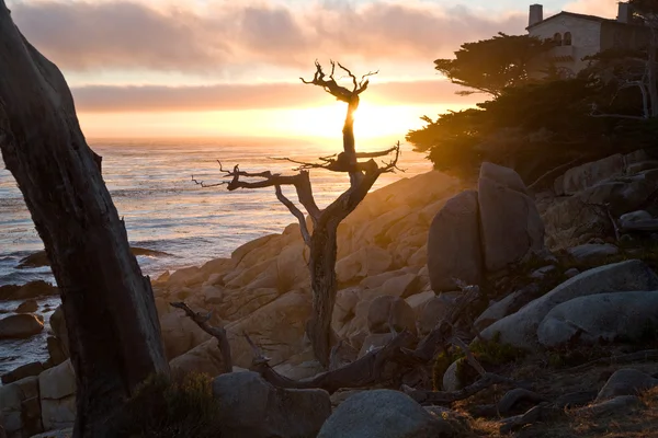 Romantische zonsondergang met boom op rots — Stockfoto