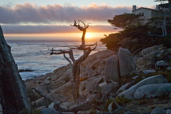 Романтичний захід сонця з деревом на скелі — стокове фото
