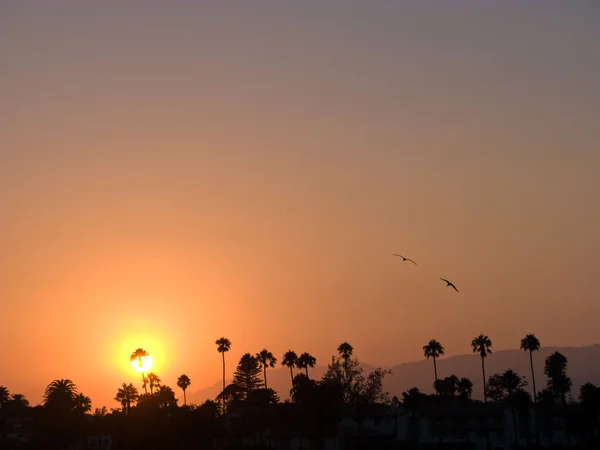 Malerischer Sonnenuntergang mit Pelikanen in Santa Barbara — Stockfoto