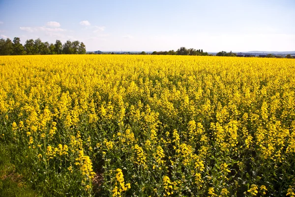 Beautiful large rapeseed fields in nice landscape — Stock Photo, Image