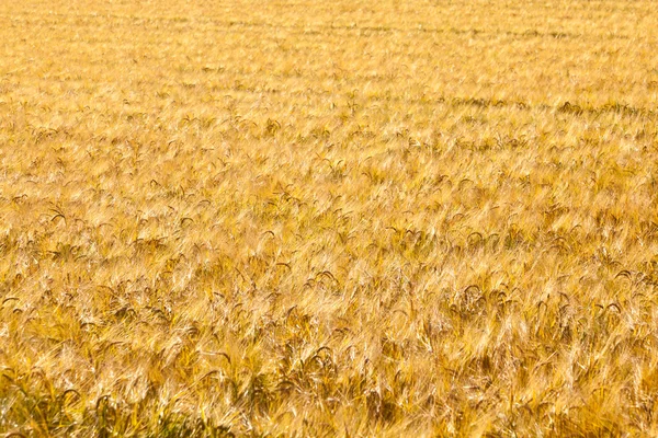 Pattern of golden field — Stock Photo, Image