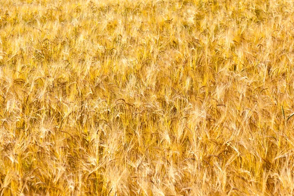 Patroon van gouden veld — Stockfoto