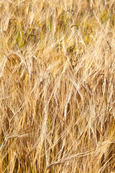 Patroon van gouden veld — Stockfoto