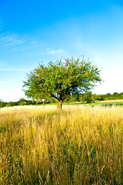 Beautiful typical speierling apple tree in meadow for the german — Stock Photo, Image
