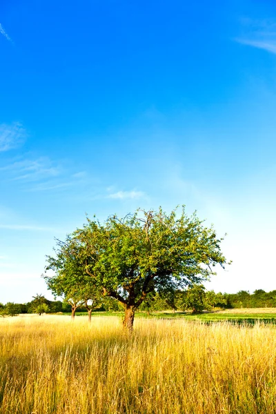 ドイツの草原の美しい典型的な speierling リンゴの木 — ストック写真