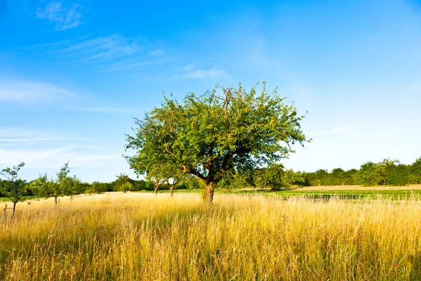 Hermoso árbol de manzana típico speierling en el prado para los alemanes — Foto de Stock