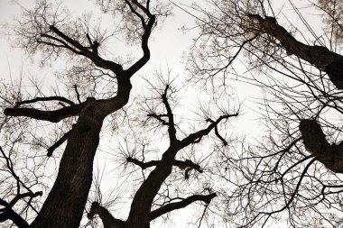 Tree top, crown with a few leaves in automs and white sky clipart