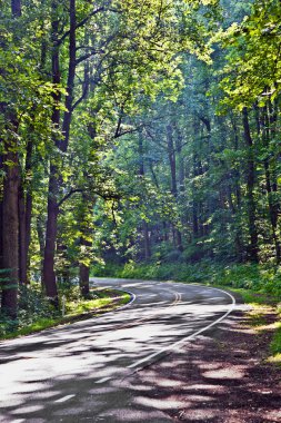 güzel bir manzara ülke road eğrileri shenandoah milli parkın içinden.