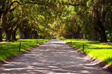 OAK alley in entrance of Plantation clipart