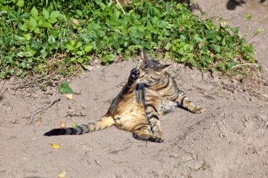 Bahçedeki sevimli kedi.