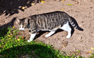 Bahçedeki sevimli kedi.