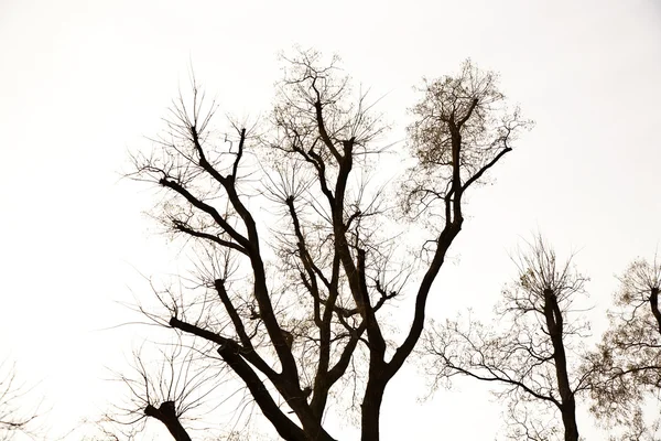Cima dell'albero, corona con poche foglie in autunno e cielo bianco — Foto Stock