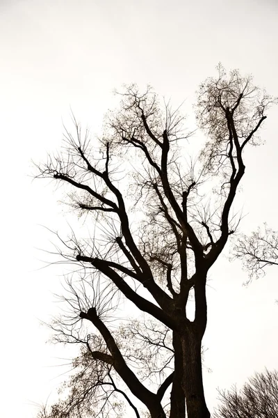 Cima dell'albero, corona con poche foglie in autunno e cielo bianco — Foto Stock