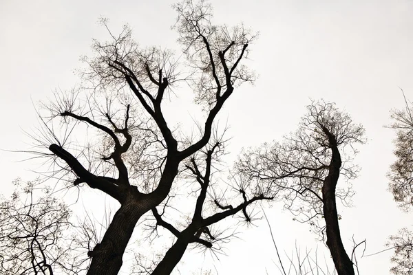 stock image Tree top, crown with a few leaves in automs and white sky