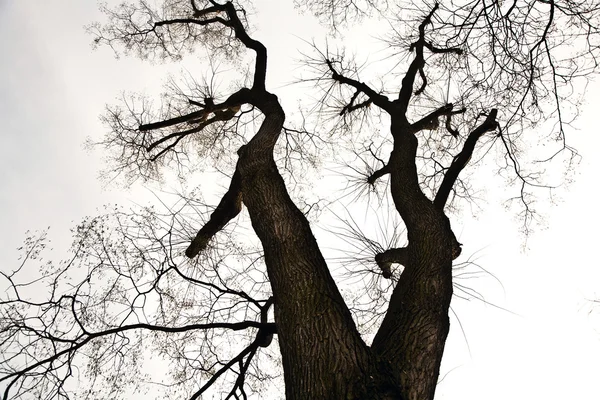 Tree top, krona med några blad i automs och vit himmel — Stockfoto
