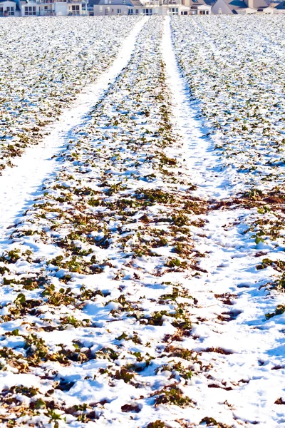 Reifenspuren auf Schneefeld im Winter — Stockfoto