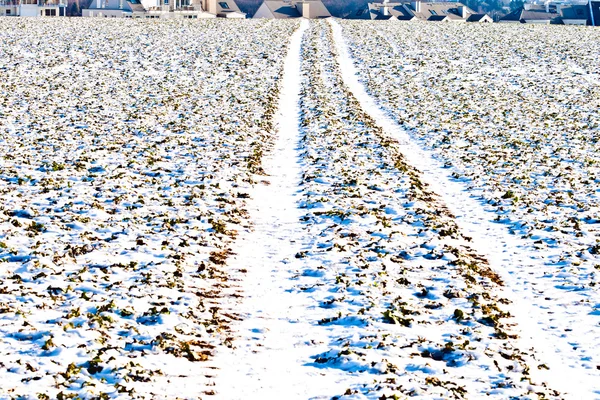 Marca de neumático en campo de nieve en invierno — Foto de Stock