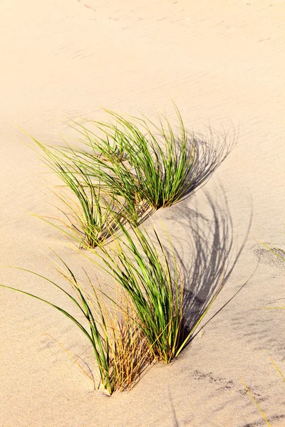 Vento soprado grama na duna de areia — Fotografia de Stock